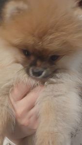 Хлопчик померанчик