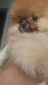 Хлопчик померанчик