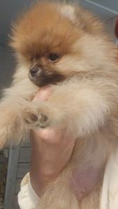 Хлопчик померанчик