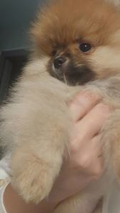 Хлопчик померанчик