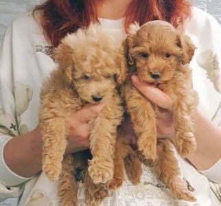 Дівчинка мальтипу