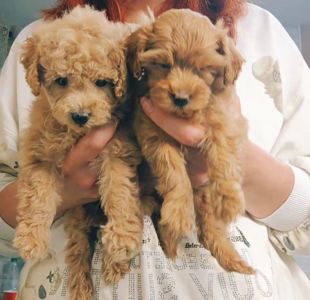 Дівчинка мальтипу