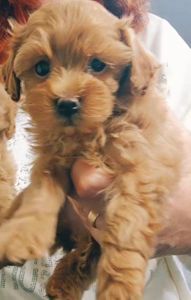 Дівчинка мальтипу