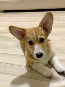 Цуценята Коргі