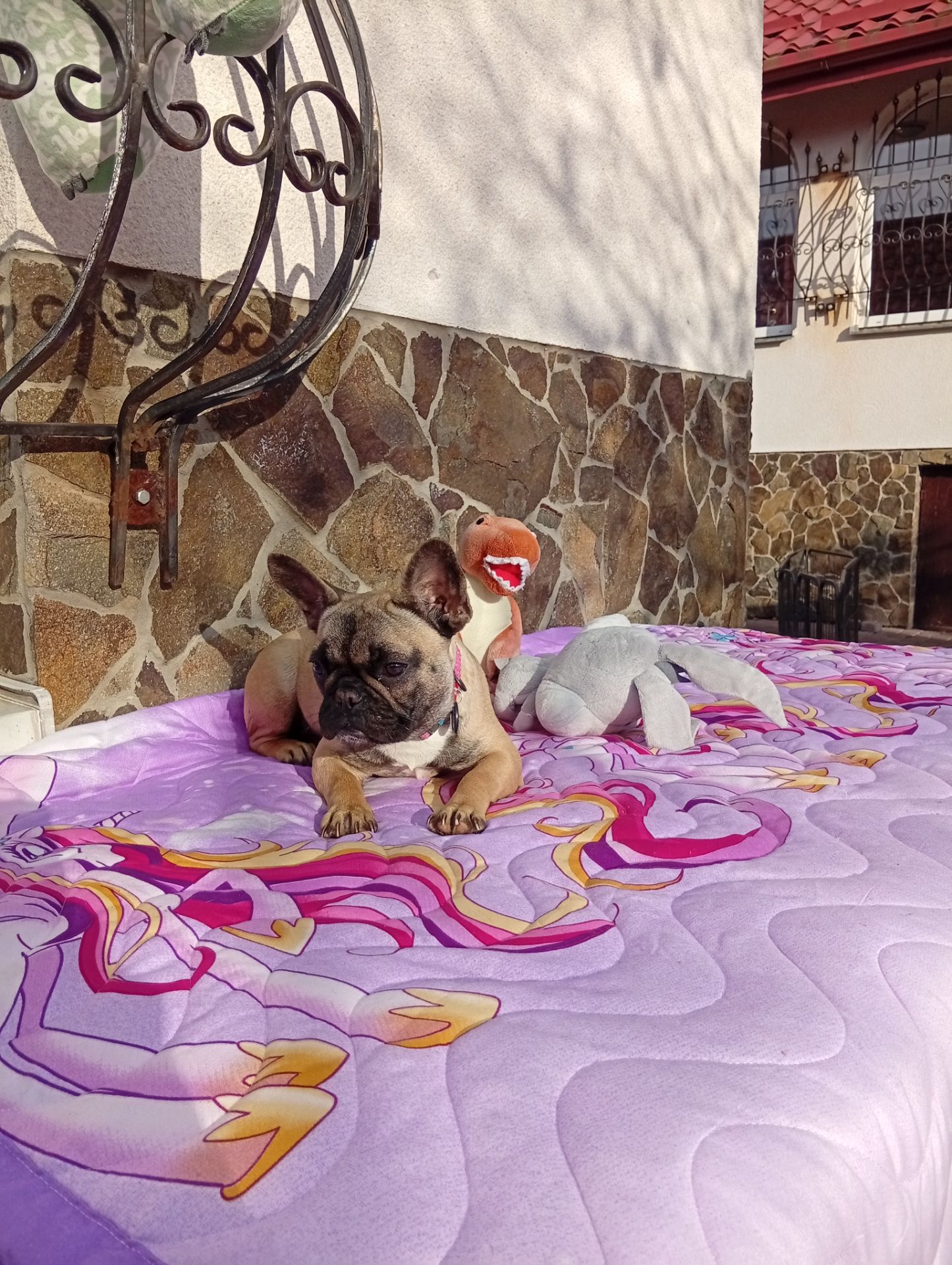 Цуценята французького бульдога