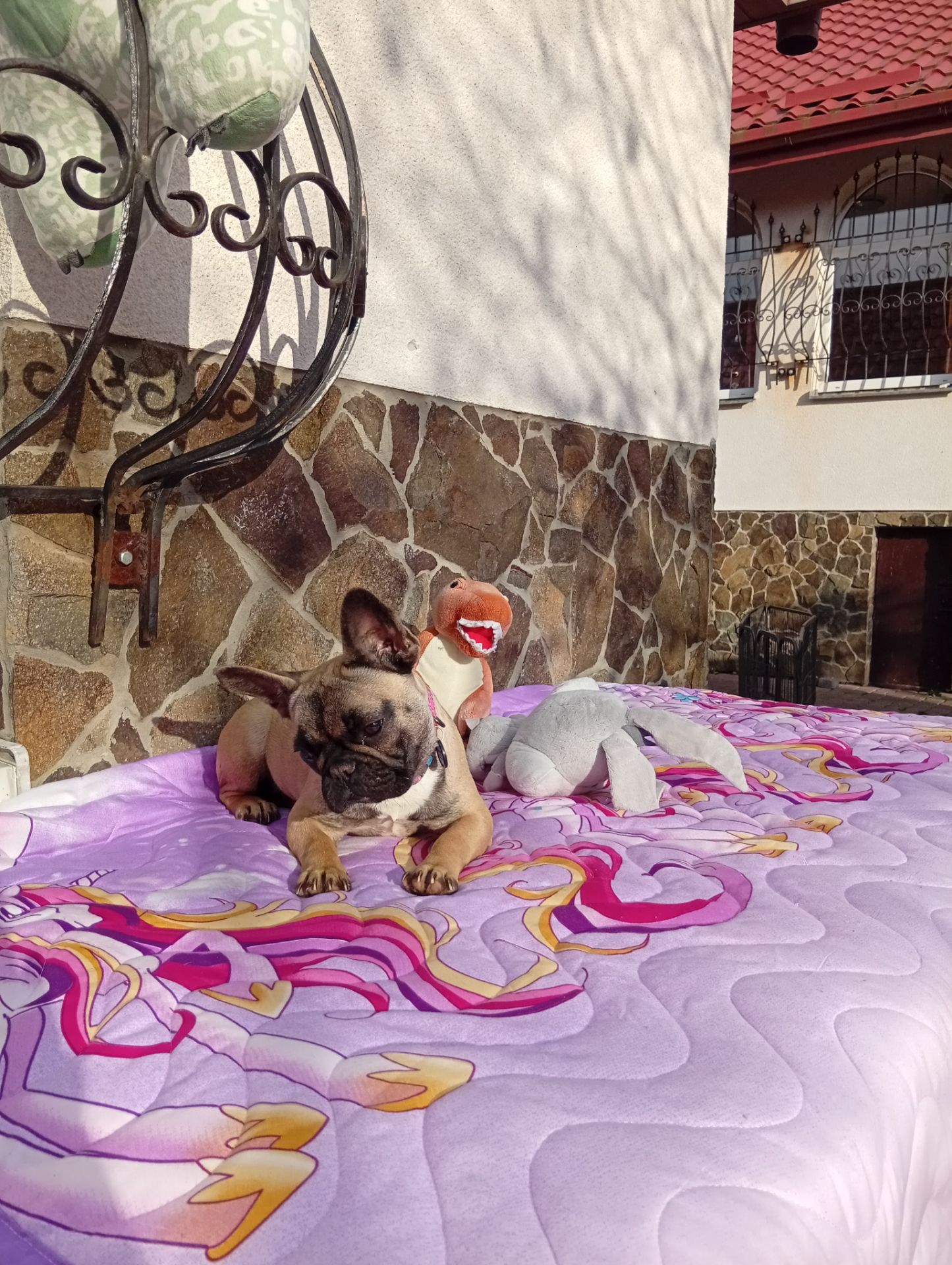 Цуценята французького бульдога