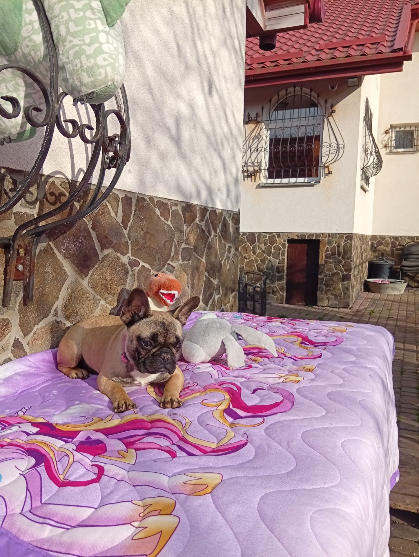 Цуценята французького бульдога