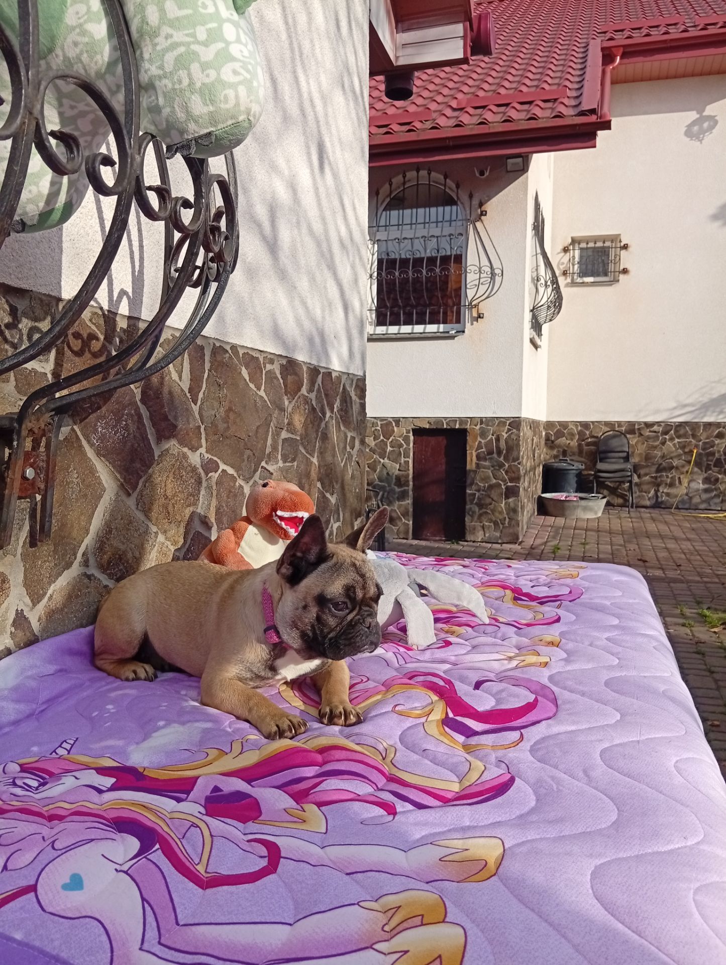 Цуценята французького бульдога