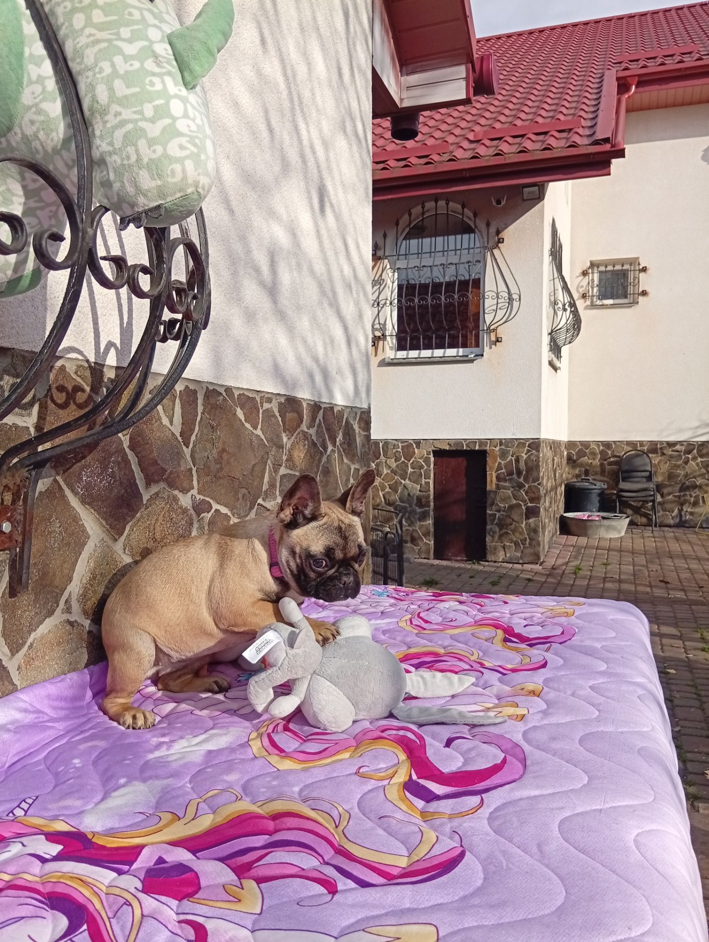 Цуценята французького бульдога