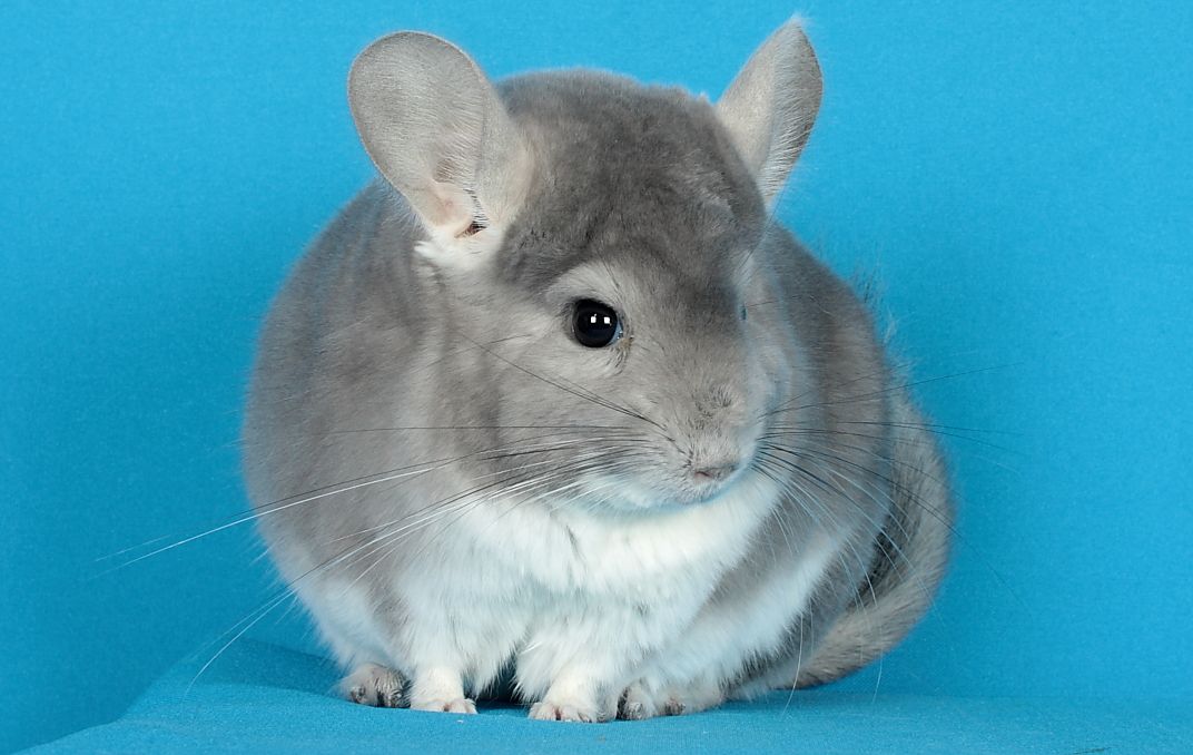 Шиншила дівчинка фіолет носійка сапфіру та ангори