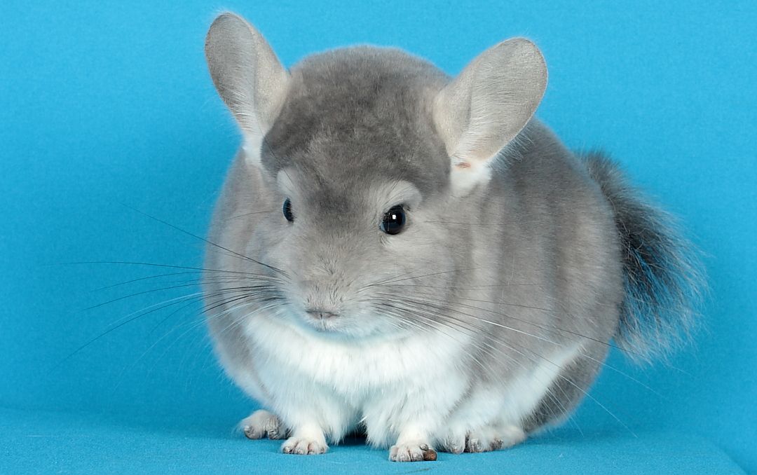 Шиншила дівчинка фіолет носійка сапфіру та ангори