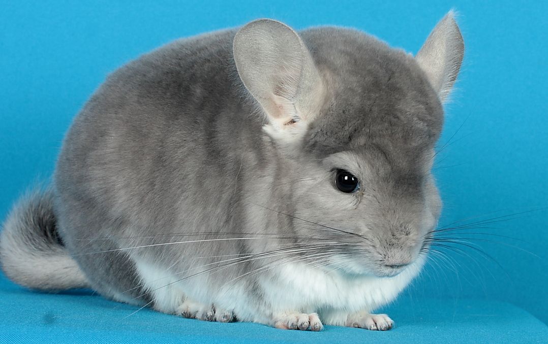 Шиншила дівчинка фіолет носійка сапфіру та ангори