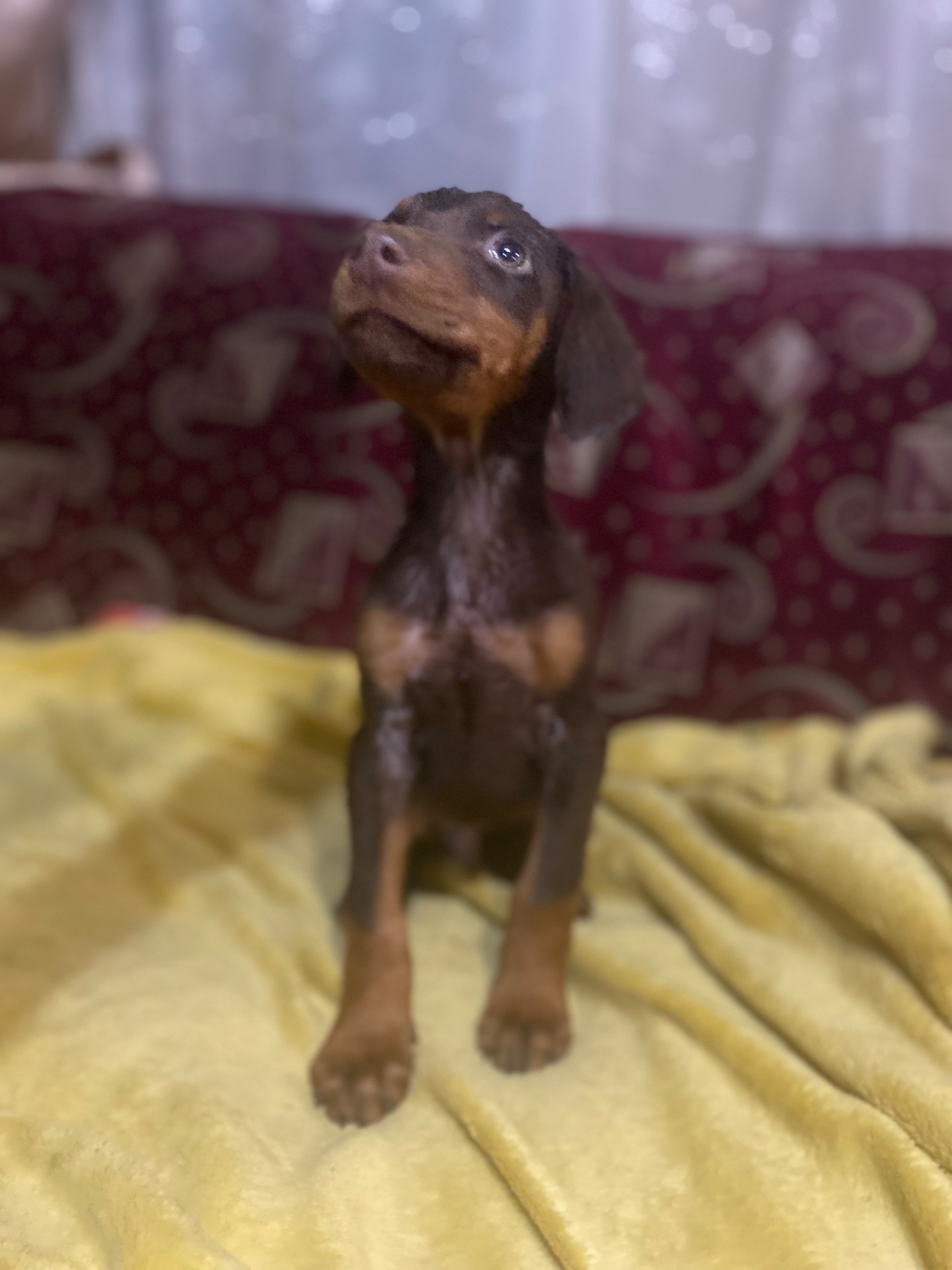 Продам цуценят породи доберман