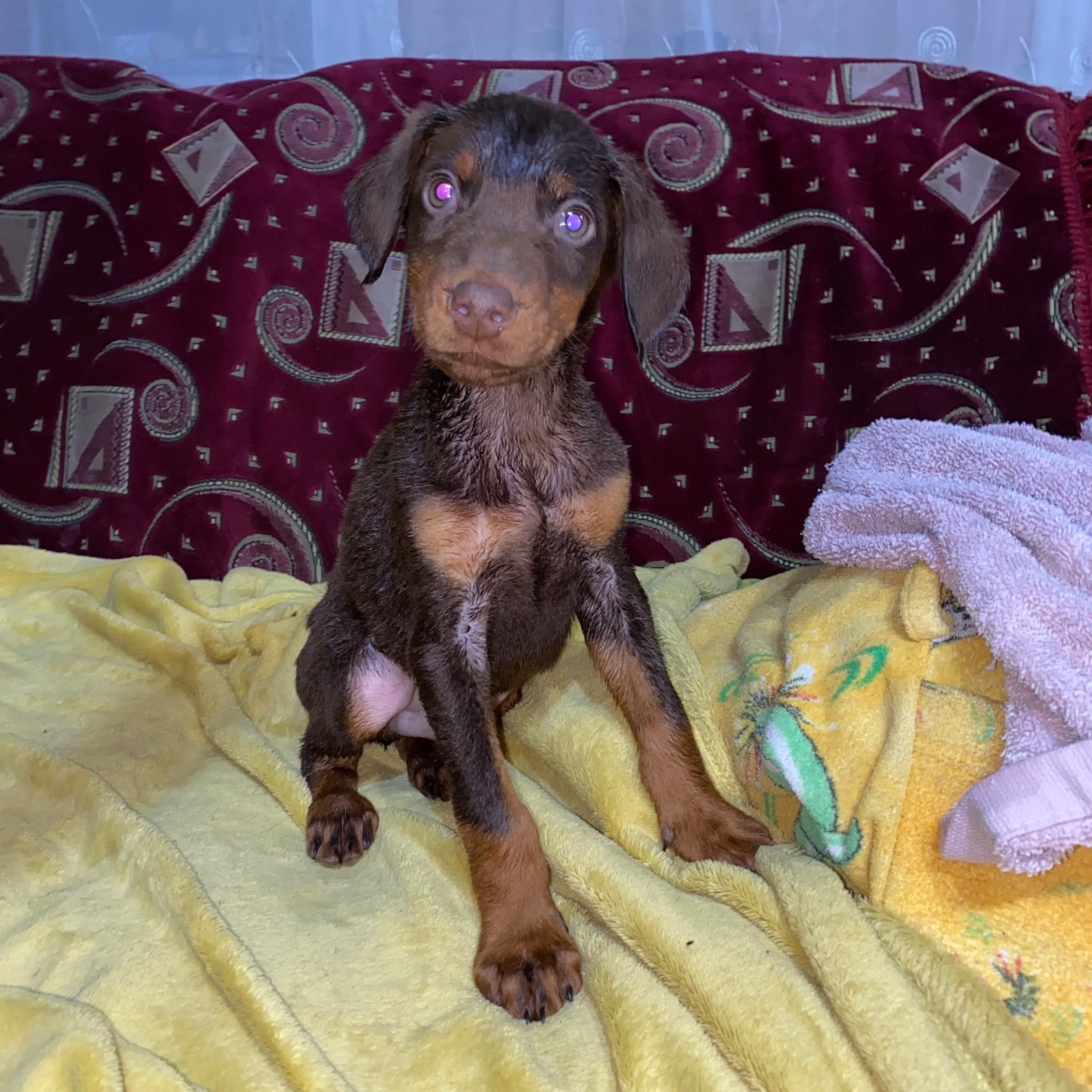 Продам цуценят породи доберман