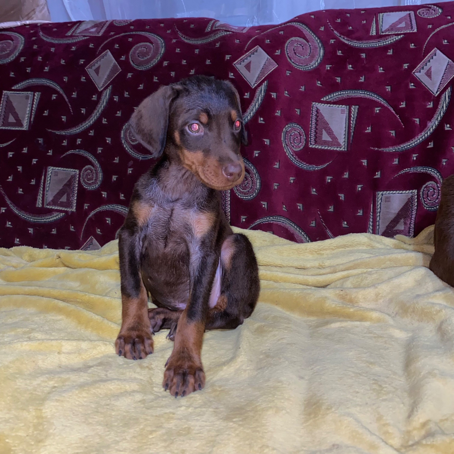 Продам цуценят породи доберман