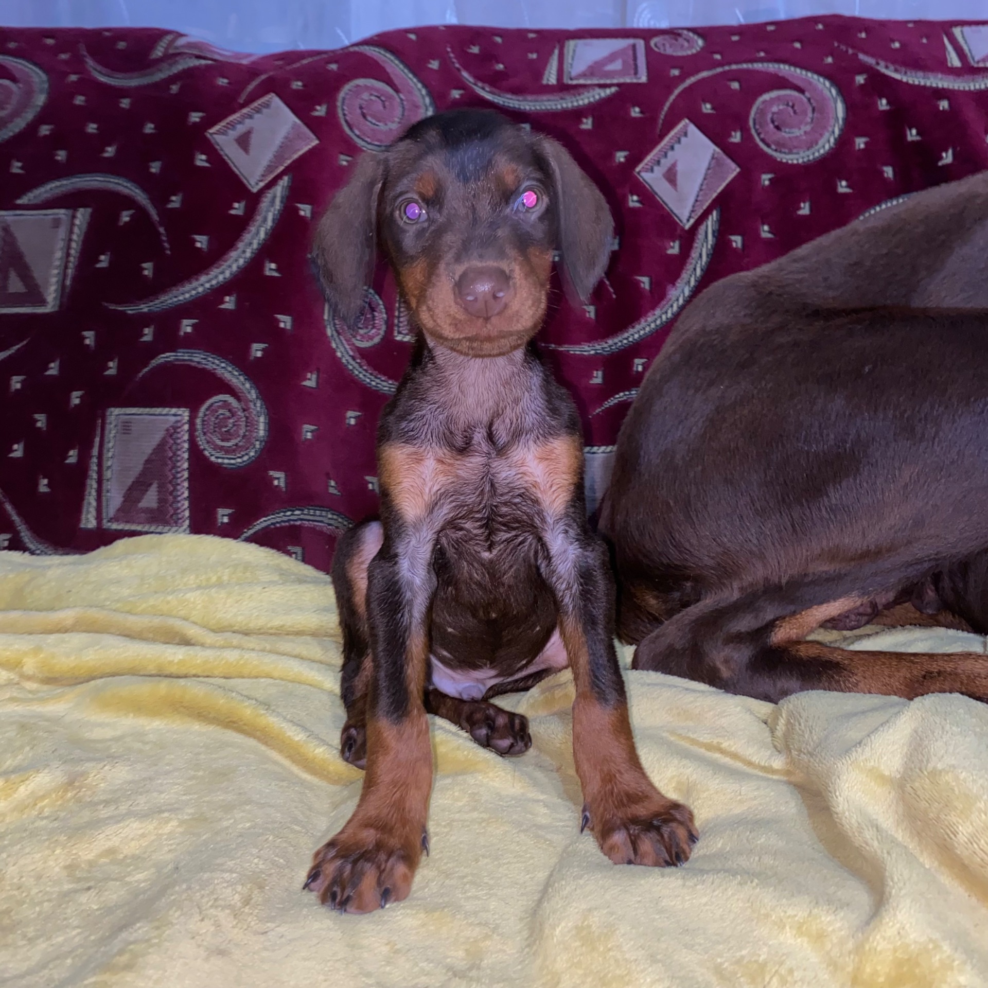 Продам цуценят породи доберман