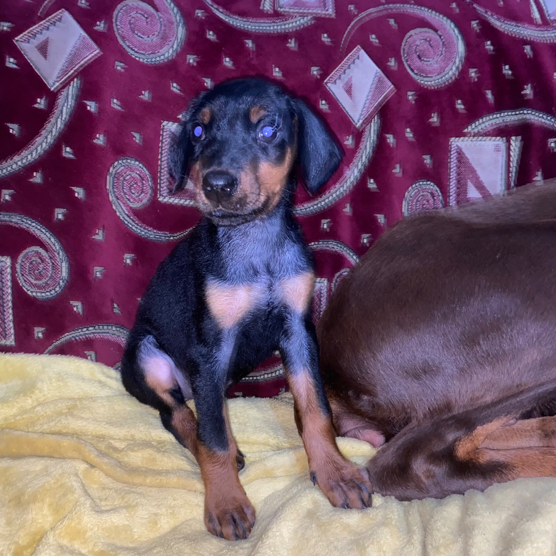 Продам цуценят породи доберман