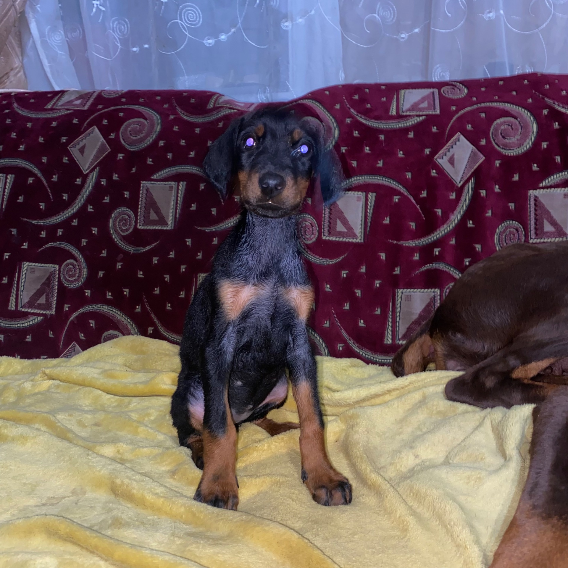 Продам цуценят породи доберман