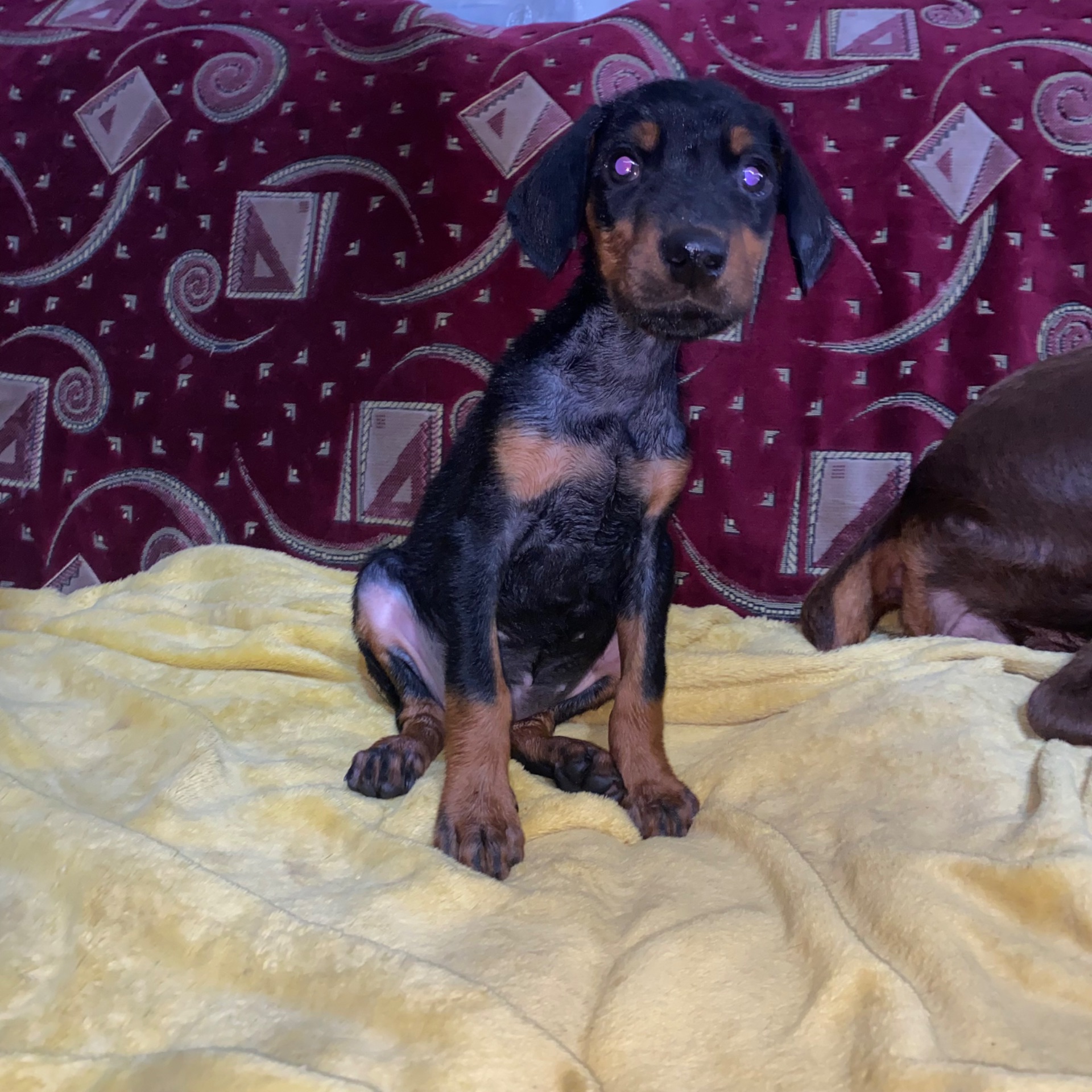 Продам цуценят породи доберман