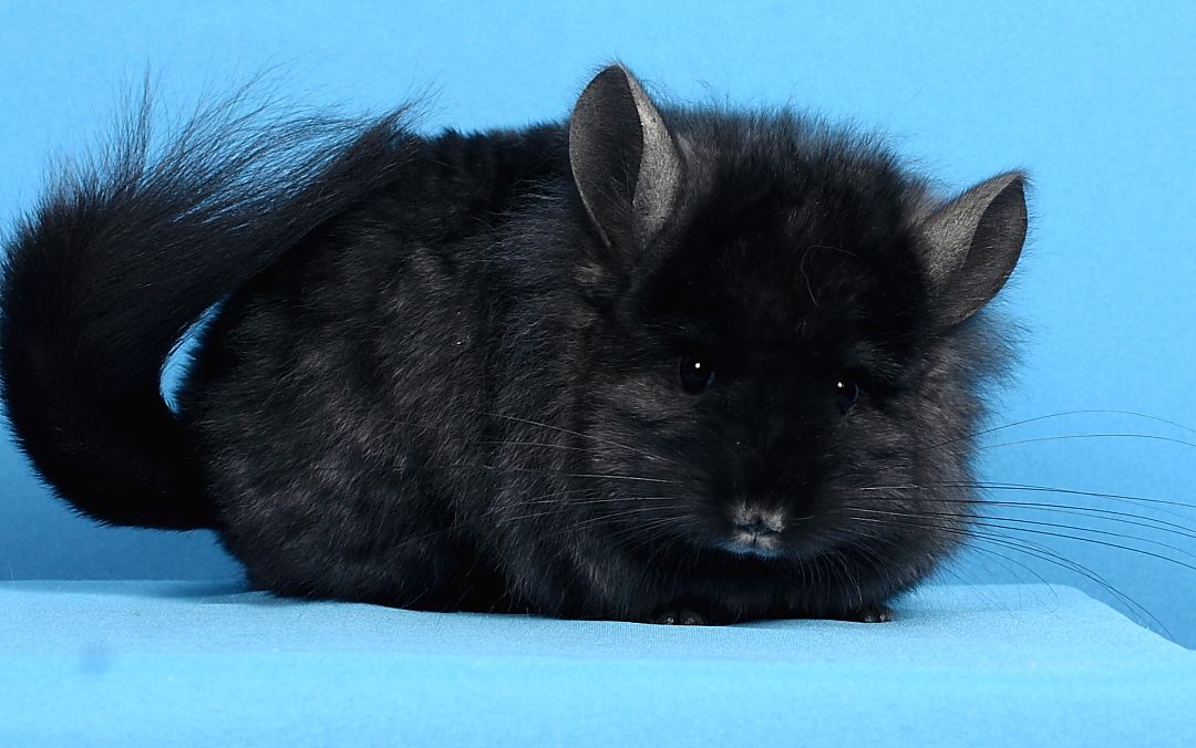 Шиншила дівчинка темна ебоні ангора 67 носійка фіолету