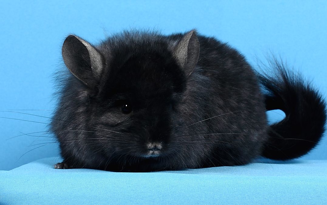 Шиншила дівчинка темна ебоні ангора 67 носійка фіолету