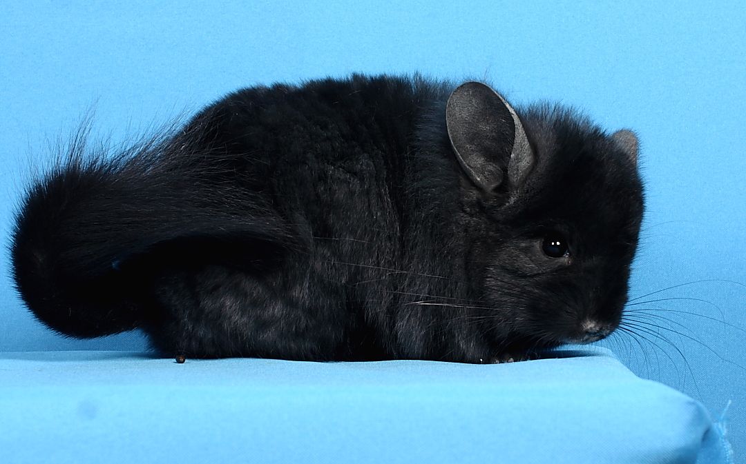 Шиншила дівчинка темна ебоні ангора 67 носійка фіолету