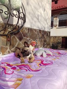 Цуценята французького бульдога