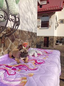 Цуценята французького бульдога