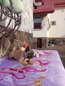 Цуценята французького бульдога