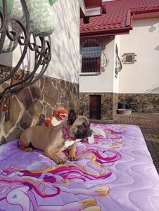 Цуценята французького бульдога