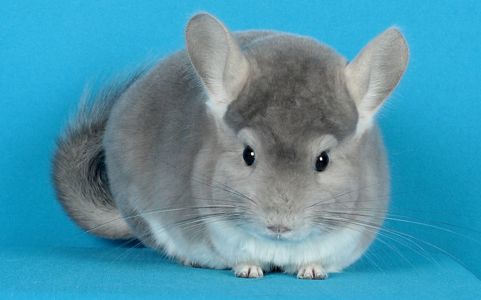 Шиншила дівчинка фіолет носійка сапфіру та ангори