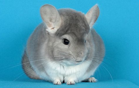 Шиншила дівчинка фіолет носійка сапфіру та ангори