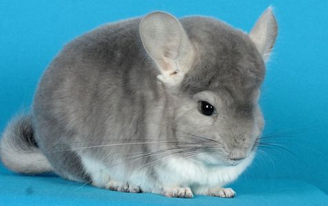 Шиншила дівчинка фіолет носійка сапфіру та ангори