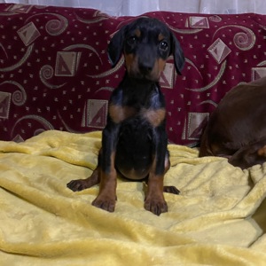 Продам цуценят породи доберман