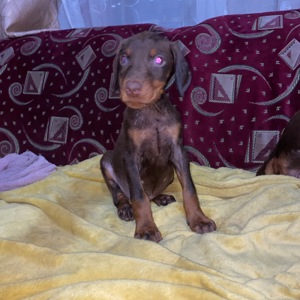 Продам цуценят породи доберман