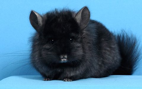 Шиншила дівчинка темна ебоні ангора 67 носійка фіолету