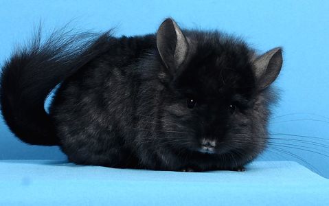 Шиншила дівчинка темна ебоні ангора 67 носійка фіолету