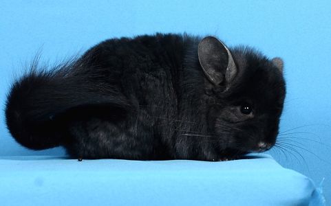 Шиншила дівчинка темна ебоні ангора 67 носійка фіолету