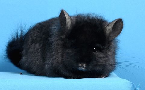 Шиншила дівчинка темна ебоні ангора 67 носійка фіолету