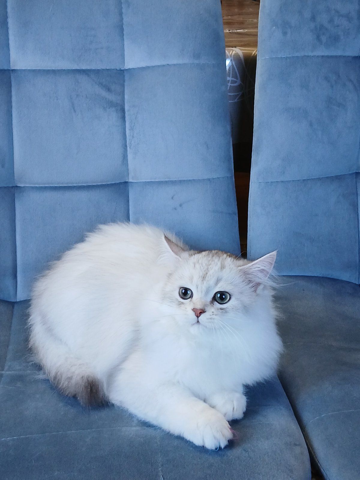 Кошенята породи Срібна шиншила!