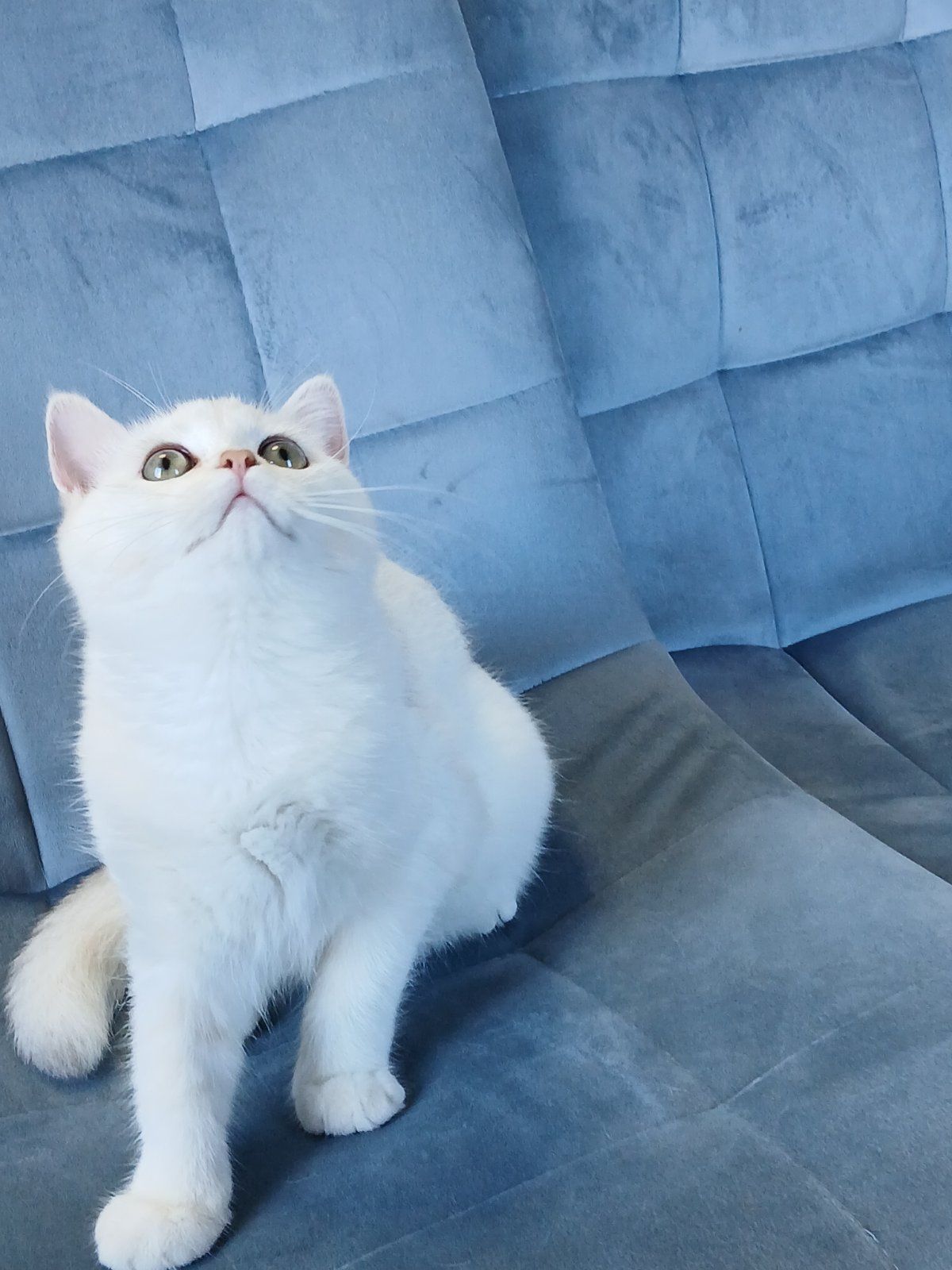 Кошенята породи Срібна шиншила!