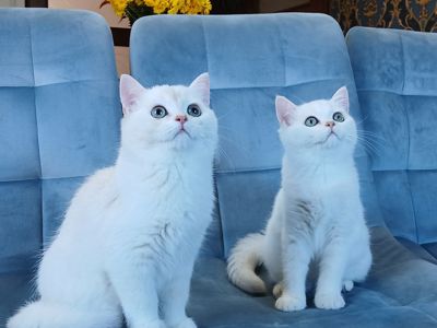 Кошенята породи Срібна шиншила!