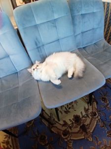 Кошенята породи Срібна шиншила!