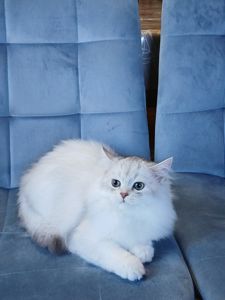 Кошенята породи Срібна шиншила!