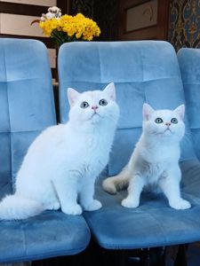 Кошенята породи Срібна шиншила!