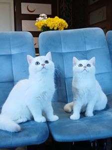Кошенята породи Срібна шиншила!