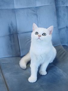 Кошенята породи Срібна шиншила!