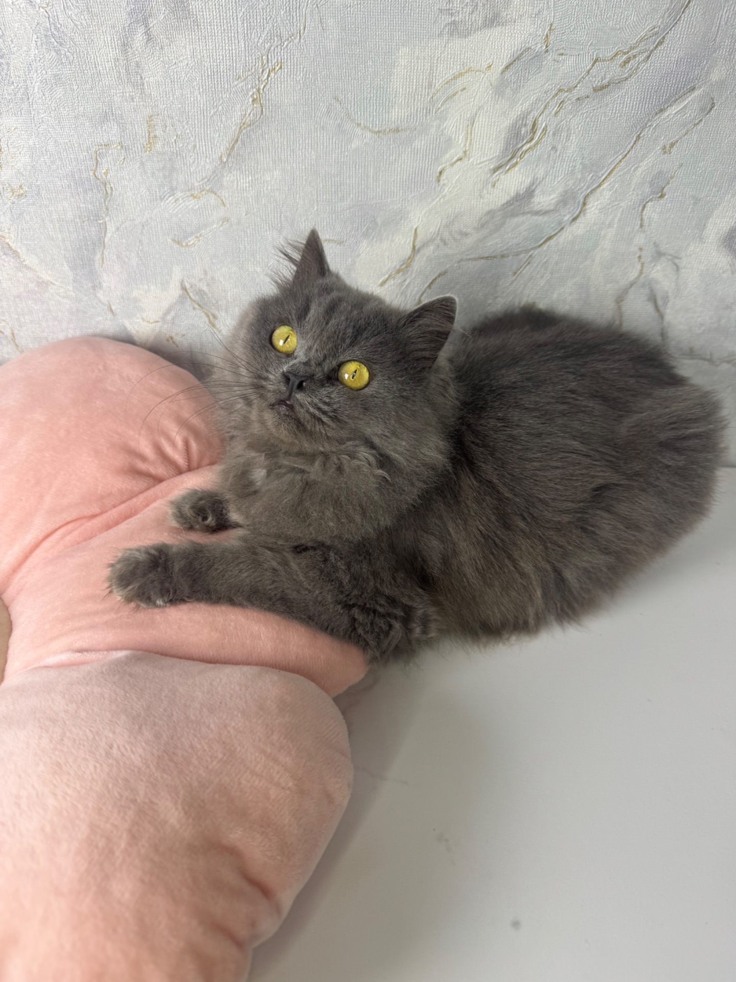 Пухнаста красива кішечка в хороші руки