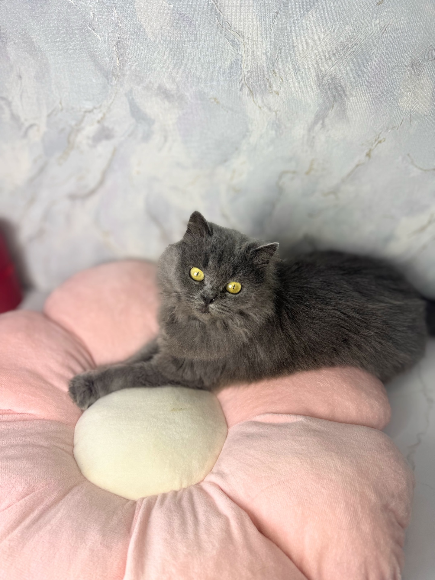 Пухнаста красива кішечка в хороші руки