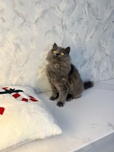 Пухнаста красива кішечка в хороші руки